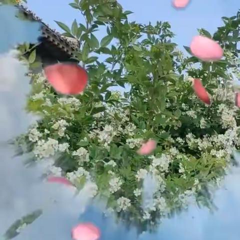 蔷薇花盛开的时候