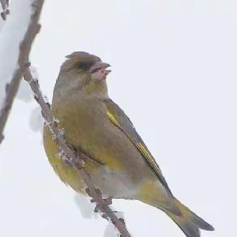 冰凌，儿时的美丽