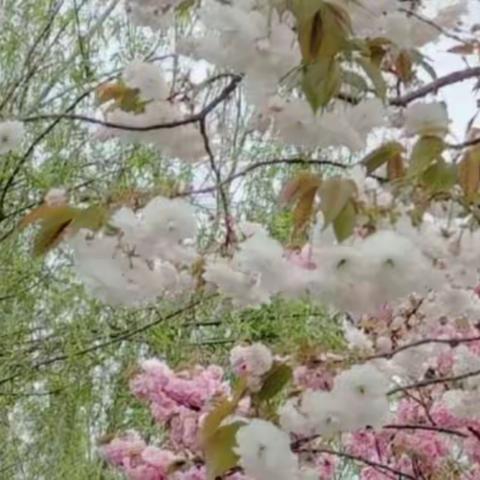 阳春三愿，如你所愿