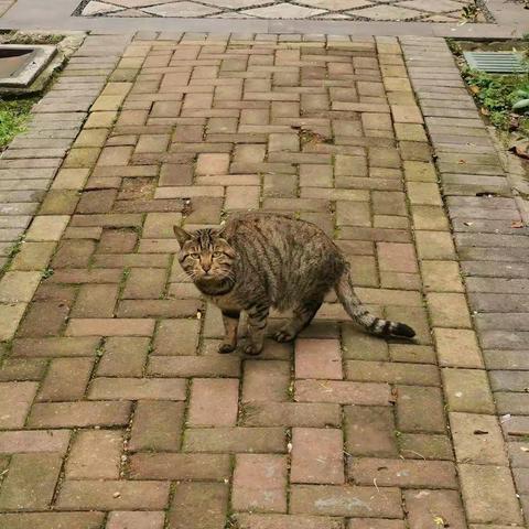 小区的猫