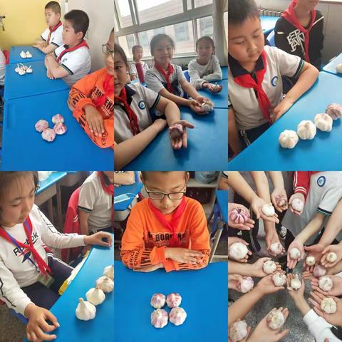 欢度六一 劳动光荣——栖霞市大庆路学校三年级剥大蒜比赛