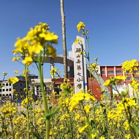 油菜花香浸古诗——确山县第七小学五年级组