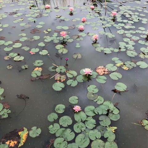 小荷才露尖尖角