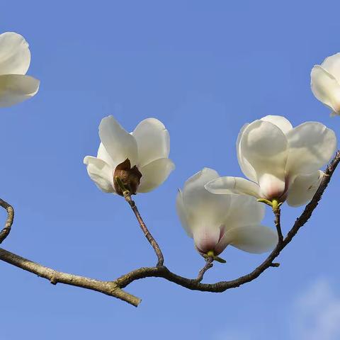 上海市市花——白玉兰