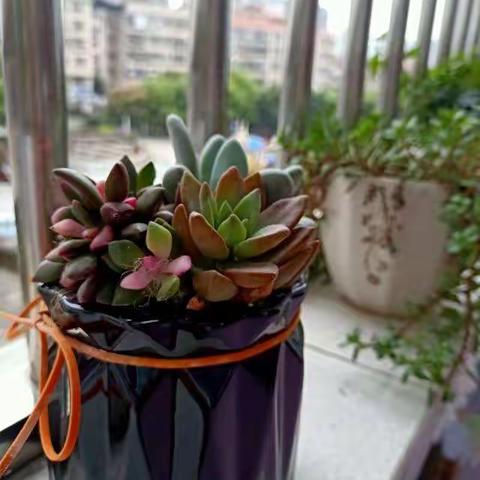 春暖花开，芬芳满园——实幼二园大二班三月活动记录