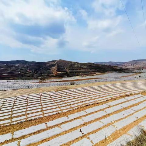 瞧！这漫山遍野的“希望白”，让人心里也“保墒”