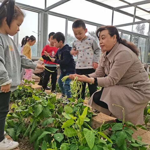 生活即教育，劳动促成长——夏庄镇中心幼儿园快乐采摘活动