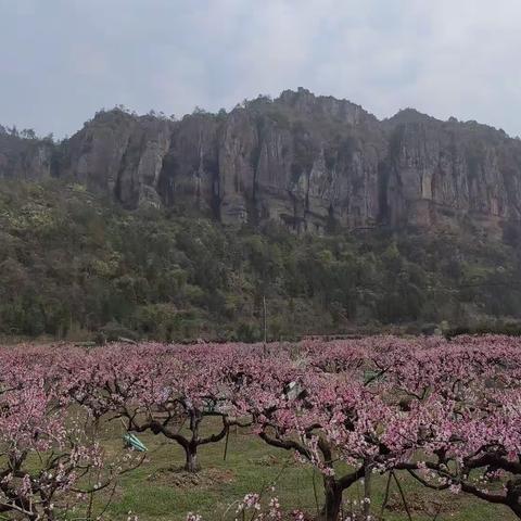 春分赏春光，最惜是今朝﻿——赤城中学后岸春游记