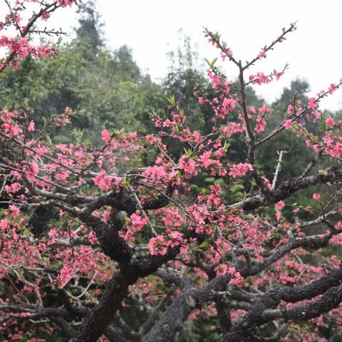 雨中桃花更娇美