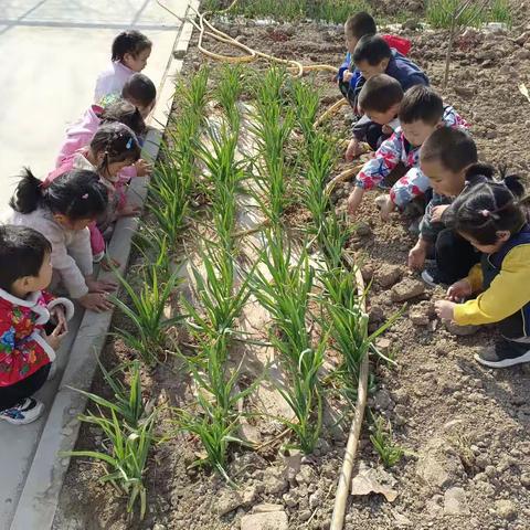 丁庄街道辛桥幼儿园小班植物观察记录——大蒜