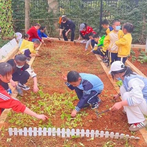 春暖花开，栽果种菜