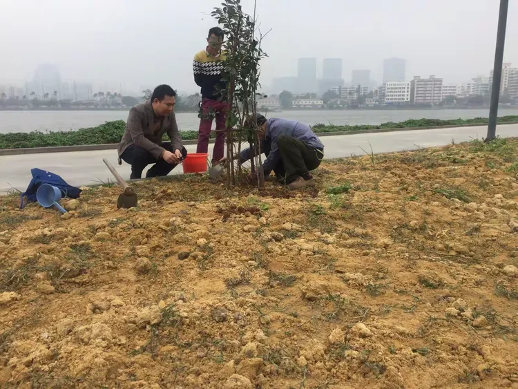 红城湖公园里的义务栽树人