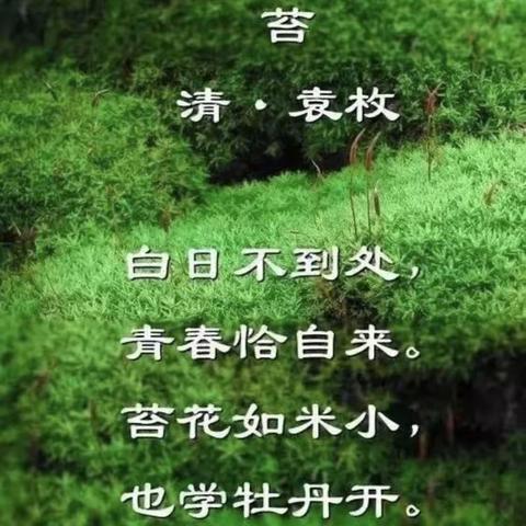 一年级实践活动-《苔》