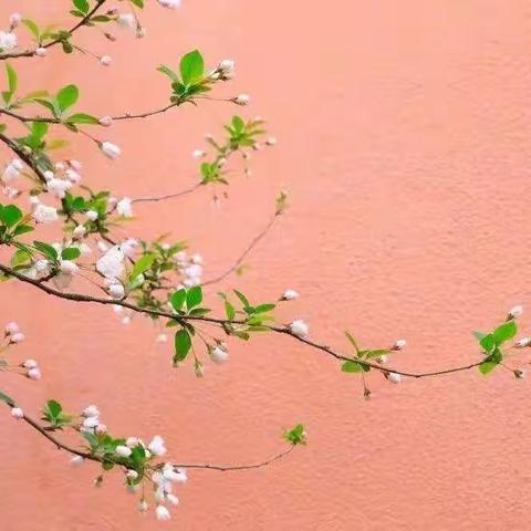 【方正教育】携手云教研  “语”你共成长 ——册山街道办事处中心小学低语组线上主题教研暨集体备课活动