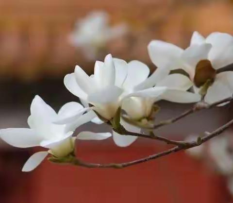 【方正教育】云上教研 “语”你同行 —记山东省小学语文线上课堂教学观摩研讨活动