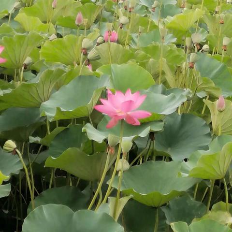 夏是热情奔放的，处处彰显出生命的力量！