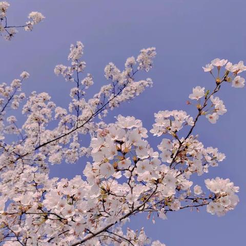 春日不迟，相逢会有时—五七班