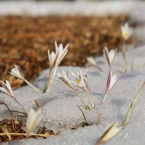 冰雪消融🌱春渐暖