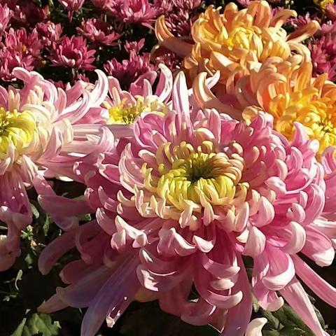 团结湖公园菊花争艳