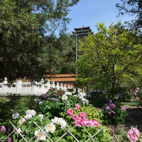 国色天香一一景山公园牡丹盛放