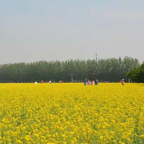 北京顺义孙河乡楼台村油菜花盛开