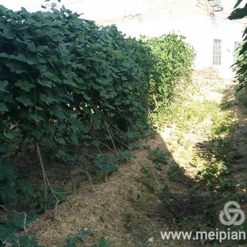 古法制作原生态无任何添加物的 ，        纯正新鲜葛粉做好了