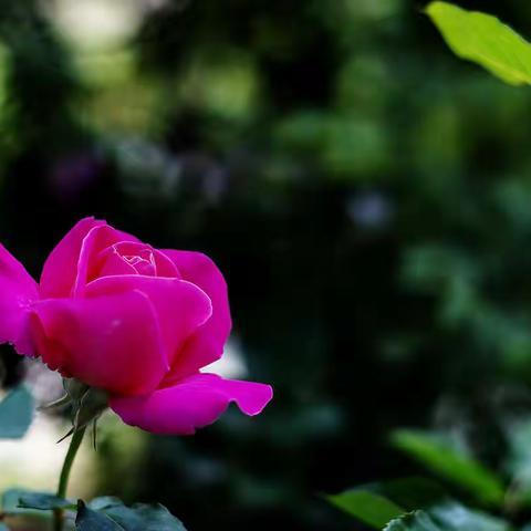 五月花季  世界如此美丽