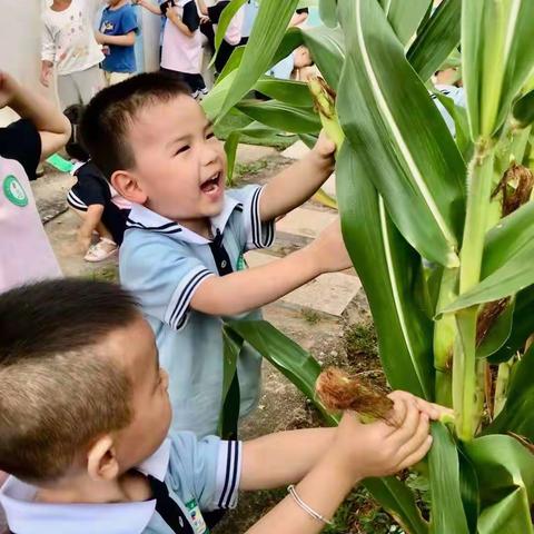 “奇妙植物园”——靖石中心幼儿园种植区活动纪实