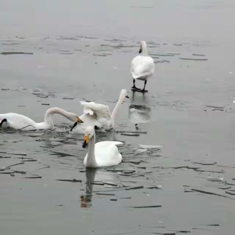 三门峡三湾村观天鹅