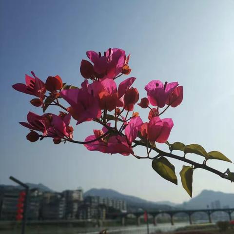 寻找春天