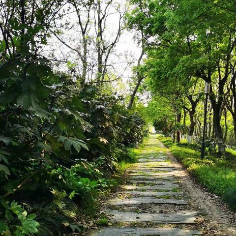 再次来到记忆中的美丽小路