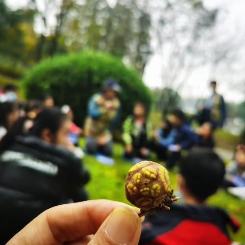 秋果秋果许多小秘密