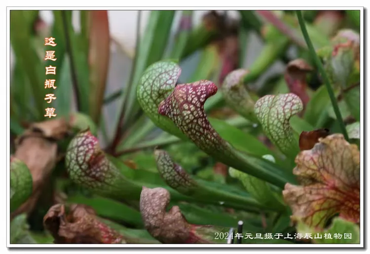 妞妞第一次去上海辰山植物园游记