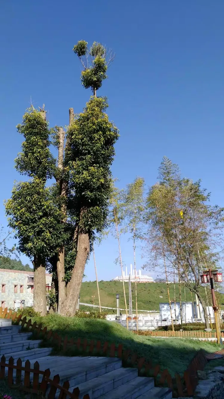 玉舍天气预报预报