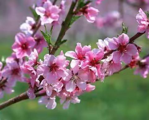 春暖花已开，期待一起笑对阳光四一班第六周线上学习活动纪实