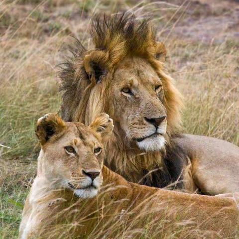 【凤凰.美术】《狮子大王》