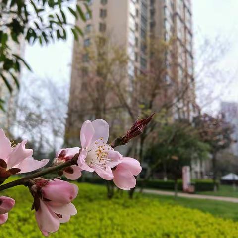 桃溪苑三月工作总结