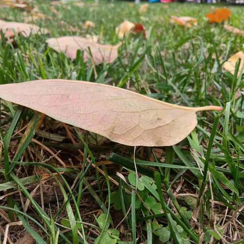 桃溪苑十一月工作总结