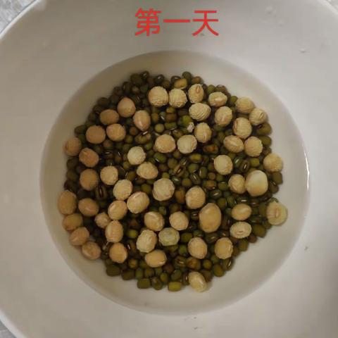 观察日记~~豆芽生长记