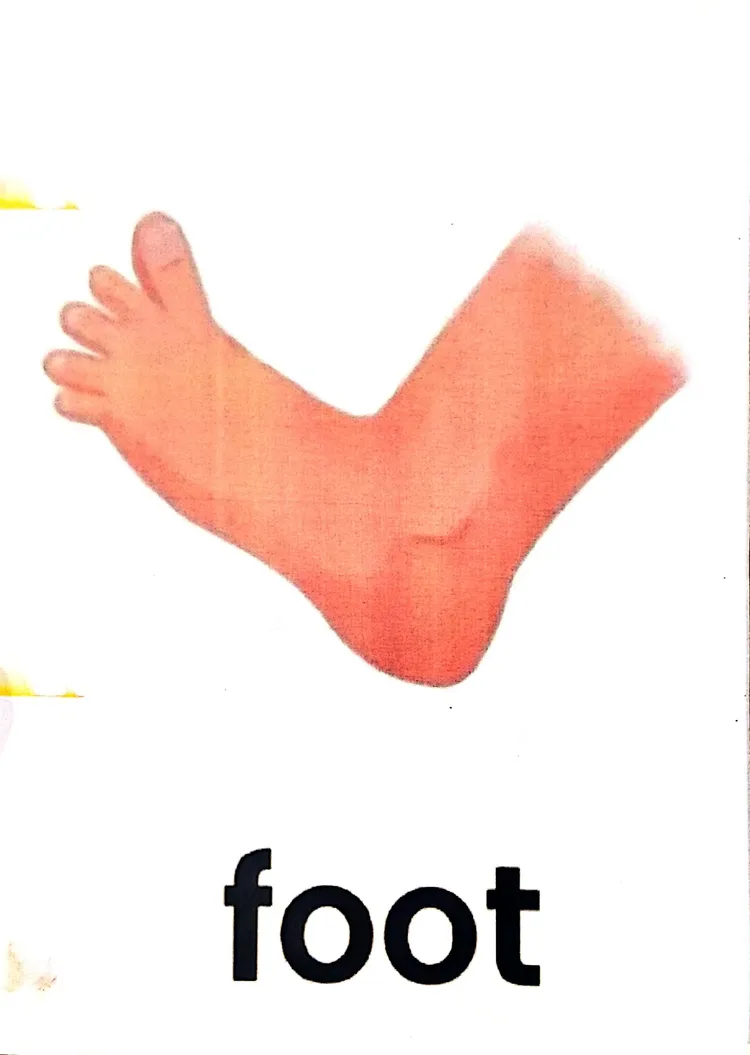 foot 脚🦶ear 耳朵👂今天学习的英文单词是和身体有关的,一起看看