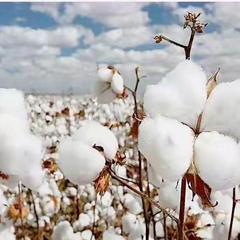 温宿县第三中学“浙温棉花信，棉棉情意浓”书信手拉手活动