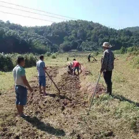 喜迎党的二十大 我们永远跟党走    什哈村党支部到田间种粮
