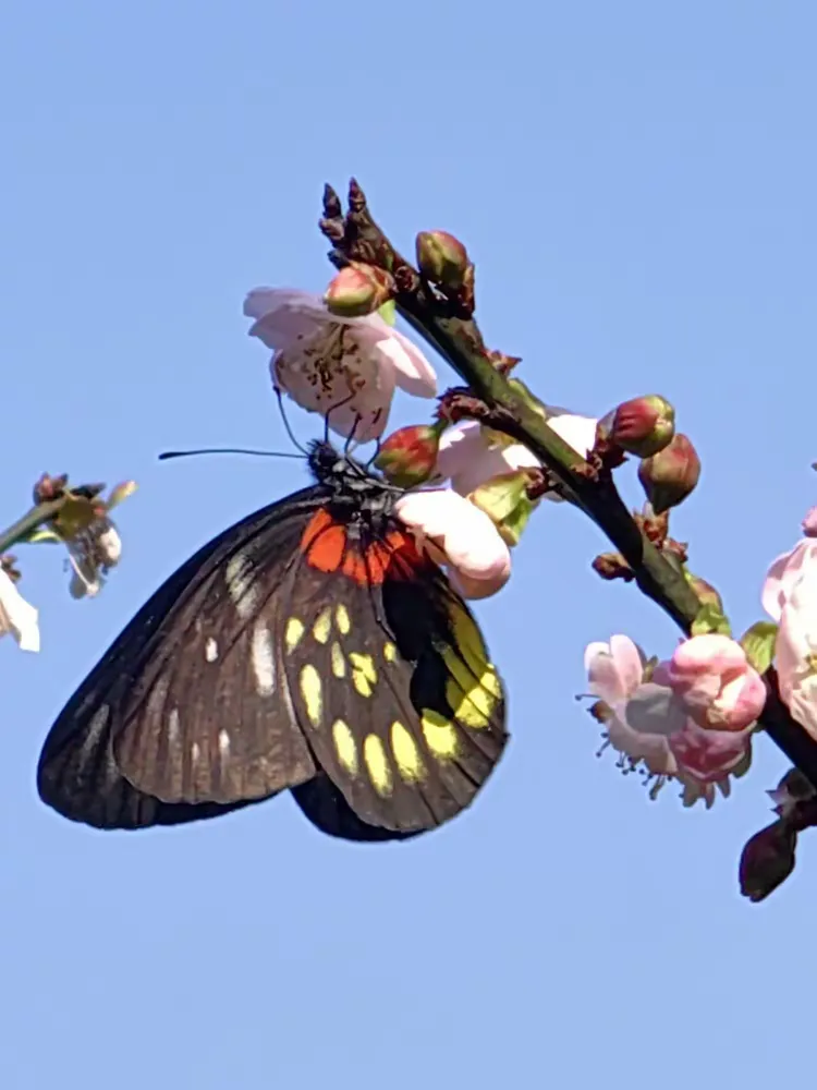 如梦如幻的蝴蝶在梅花中翩翩起舞,它的美丽就如同那晨曦中的露珠,晶莹