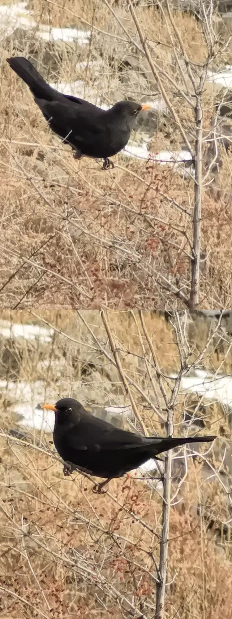 新疆天山天池最多的鸟