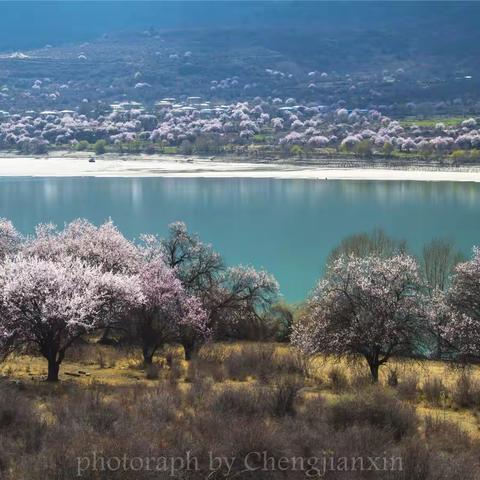 三月藏旅，百里桃花