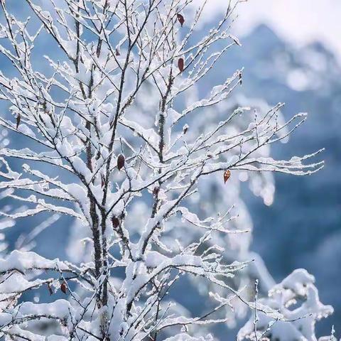 党员带头共奋战,扫雪除冰护安全——古塔镇中心小学扫雪记