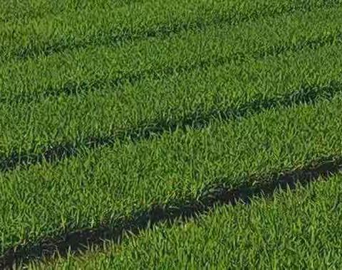 覃立秋七绝十首