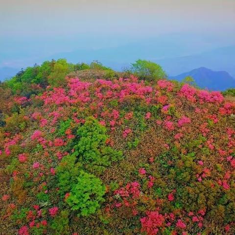 【推荐一条赏花线路】美爆了！四月底萧山戴村云石千亩野生杜鹃开满山