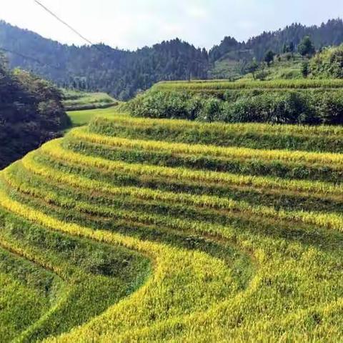 黄瑶古镇+龙脊梯田旅游记