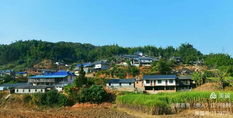 云南树苗基地